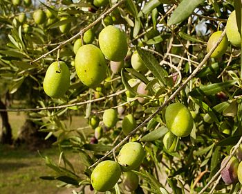 Walk among the olive trees and guided tasting in Oristano