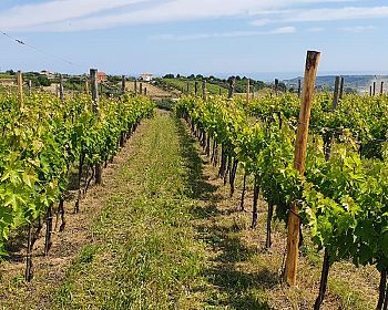 Visita la cantina Pian di Mare