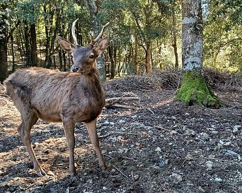 Escursione nel Parco dei Sette Fratelli sulle tracce del cervo sardo