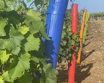 Besuchen Sie das Weingut Vigna Madre und probieren Sie seine Weine