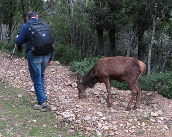 Trekking alla ricerca del cervo sardo nella foresta di S'Acqua Callenti a Castiadas