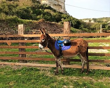 Trekking mit Eseln im Gebiet von Cargeghe