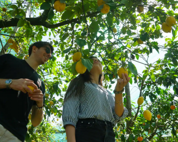 Esperienza sul limone in una fattoria di Sorrento con raccolta e degustazione di limoncello