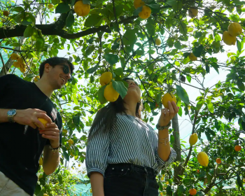 Zitronen-Erlebnis in einem sorrentinischen Bauernhof mit Ernte und Limoncello-Verkostung