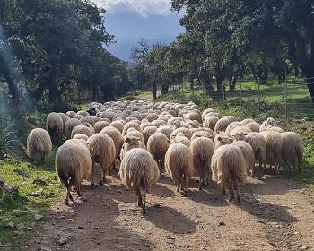 Vivi l'esperienza di un pastore con pranzo tipico a Bitti