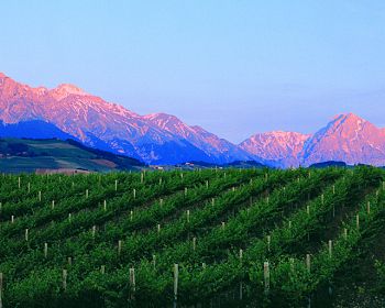 Besuch zwischen antiken Gemäuern und romantischen Weingärten mit Degustation der Kellerei  San Lorenzo