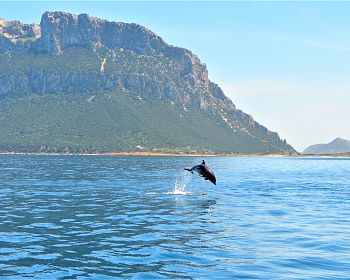 Dolphin Watching boat excursion to Figarolo island from Olbia