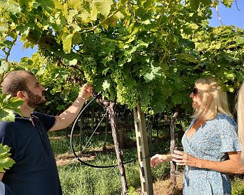 Vineyard tour and tasting of Garda Wines in Cavaion Veronese
