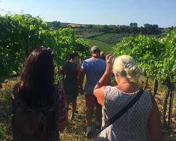 Visita la cantina Mucci passeggia tra i vigneti degusta i vini