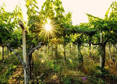 Weintour zwischen Geschichte und Verkostung im Weingut Feudo Antico