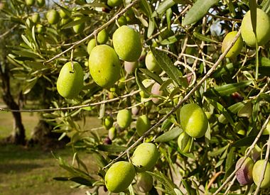 Walk among the olive trees and guided tasting in Oristano