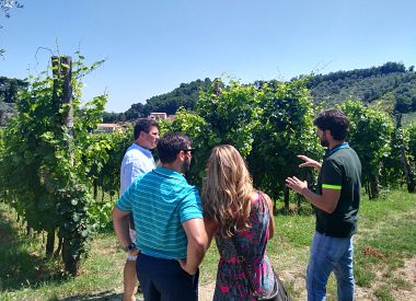 Euganean Hills wine tour departing from Padua