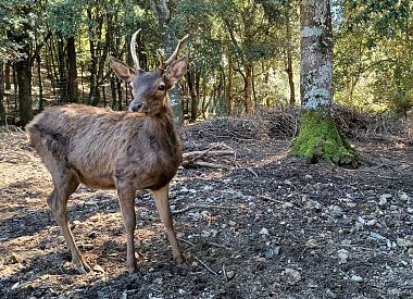 Wandern im Sette Fratelli Park auf den Spuren des sardischen Hirsches