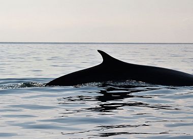 Whale watching tour in the Gulf of Orosei