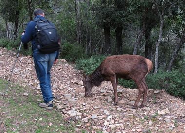 Trekking in search of the sardinian deer in the S'Acqua Callenti forest in Castiadas