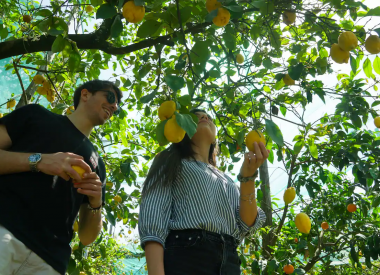 Zitronen-Erlebnis in einem sorrentinischen Bauernhof mit Ernte und Limoncello-Verkostung