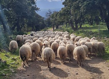 Live a shepherd experience with typical lunch in Bitti