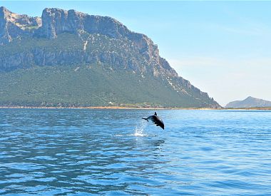 Escursione in barca per l'avvistamento dei delfini all'isola di Figarolo da Olbia