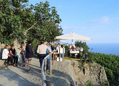 Ischia Wine Tasting Experience: Vineyard's Tour and Transfer