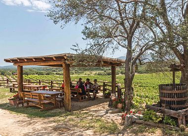 Visit a winery in the Dorgali area with tasting