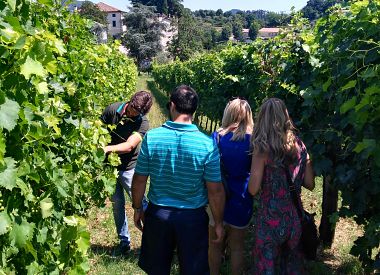 Wine tour in the Euganean Hills