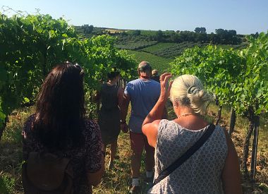 Visit the winery, stroll through the vineyards, taste the Cantine Mucci Wine