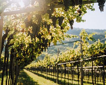 Fumane: Weintour und Verkostung in einem familiengeführten Weingut in Valpolicella