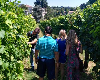 Wine Tour sui Colli Euganei